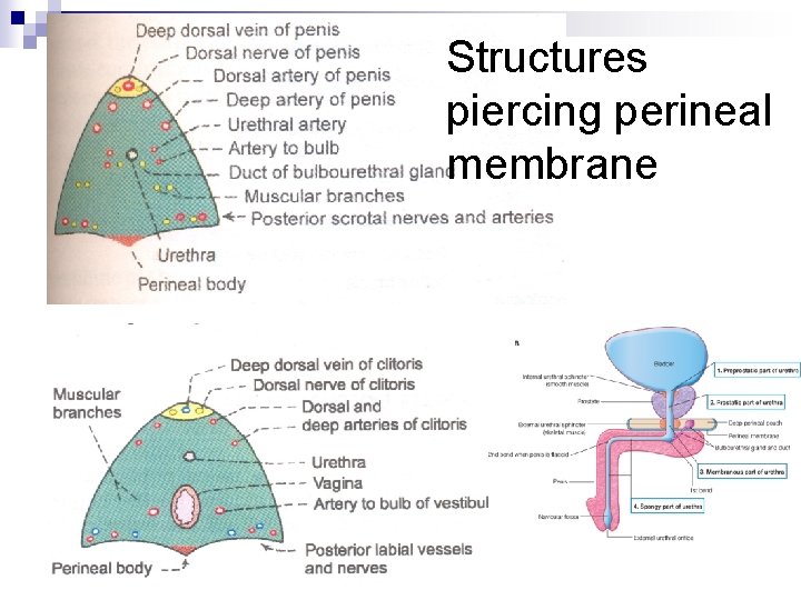 Structures piercing perineal membrane 