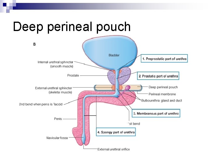 Deep perineal pouch 