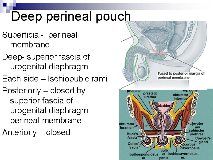 Deep perineal pouch Superficial- perineal membrane Deep- superior fascia of urogenital diaphragm Each side