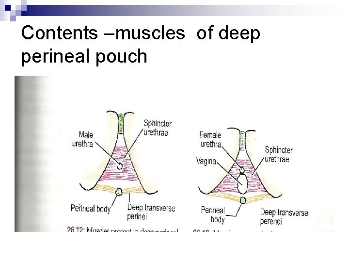 Contents –muscles of deep perineal pouch 