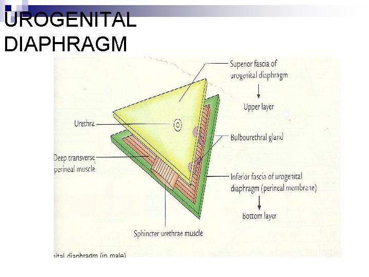 UROGENITAL DIAPHRAGM 