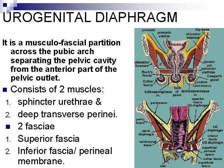 UROGENITAL DIAPHRAGM It is a musculo-fascial partition across the pubic arch separating the pelvic