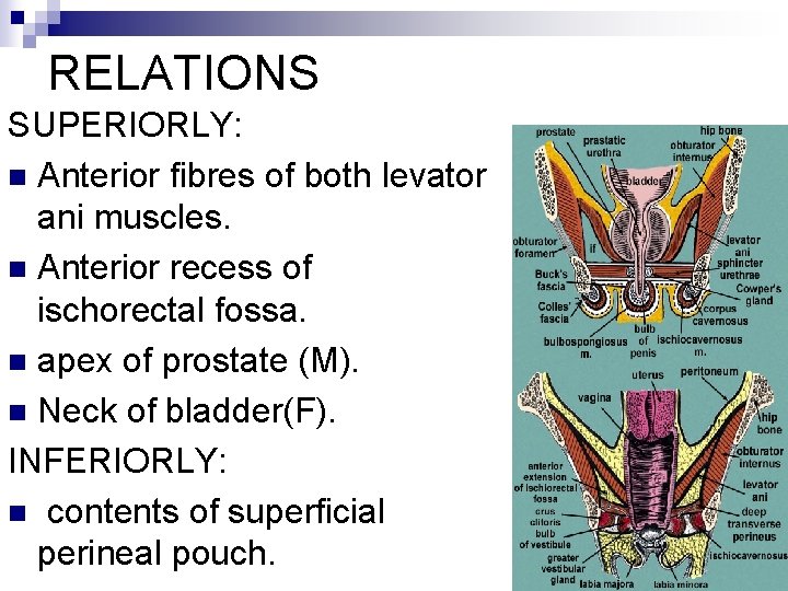 RELATIONS SUPERIORLY: n Anterior fibres of both levator ani muscles. n Anterior recess of