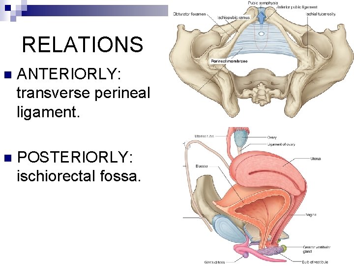 RELATIONS n ANTERIORLY: transverse perineal ligament. n POSTERIORLY: ischiorectal fossa. 