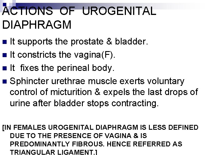 ACTIONS OF UROGENITAL DIAPHRAGM It supports the prostate & bladder. n It constricts the