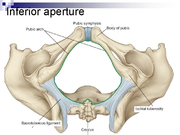 Inferior aperture 