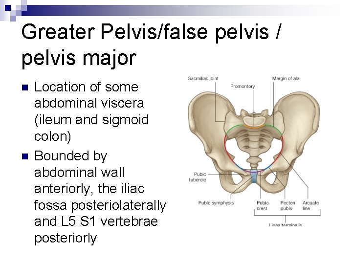 Greater Pelvis/false pelvis / pelvis major n n Location of some abdominal viscera (ileum
