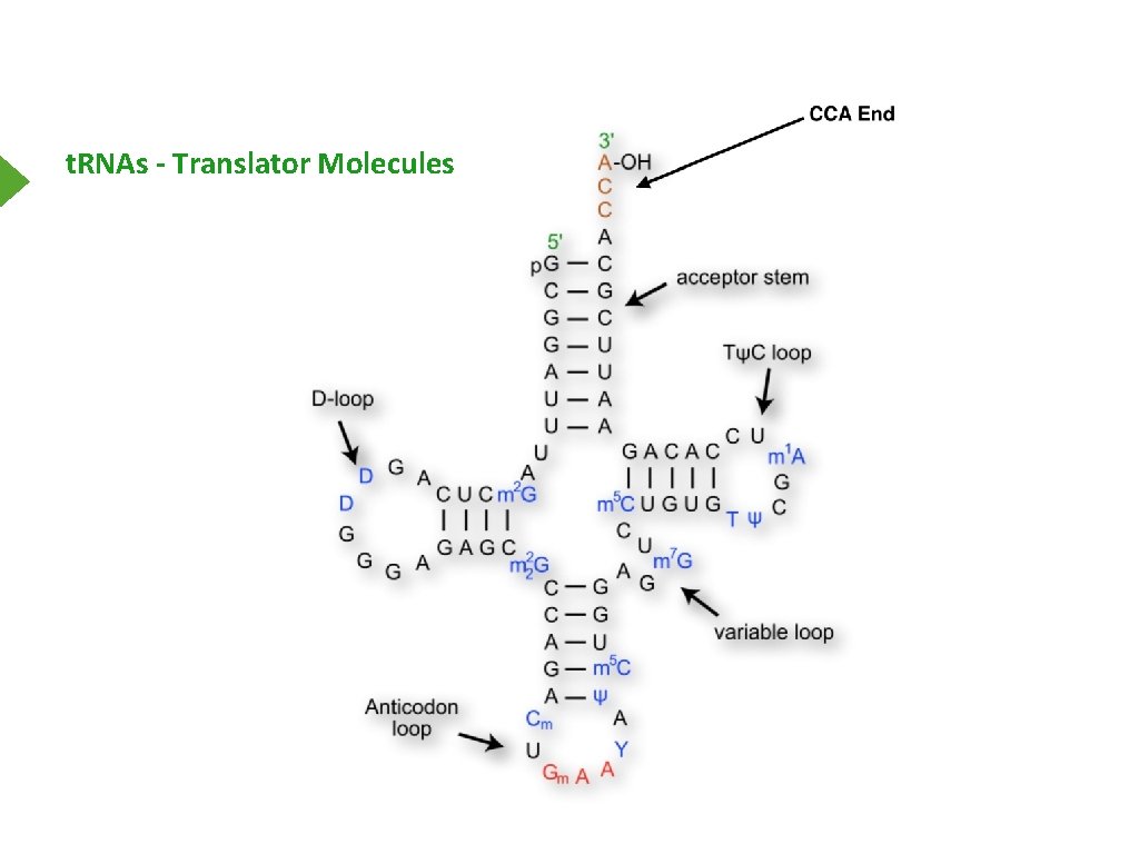 t. RNAs - Translator Molecules 