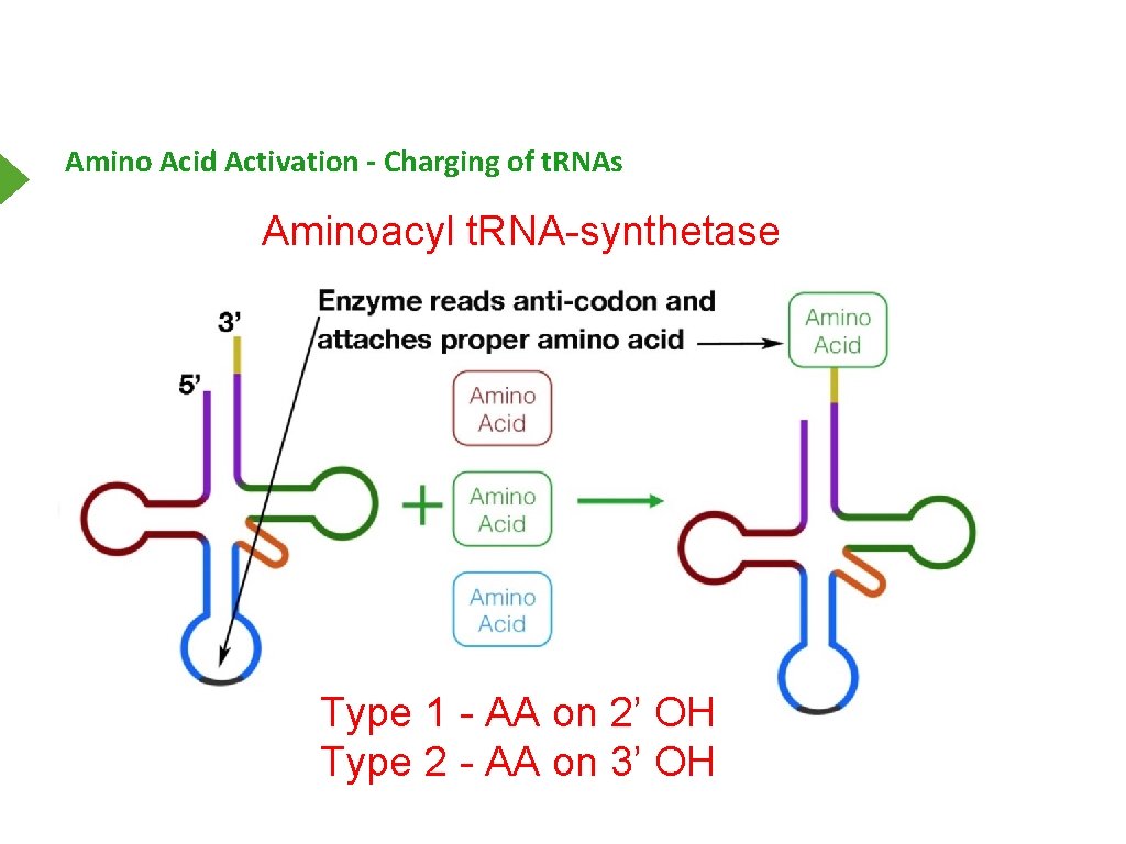 Amino Acid Activation - Charging of t. RNAs Aminoacyl t. RNA-synthetase Type 1 -