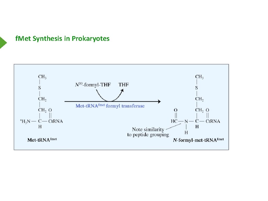 f. Met Synthesis in Prokaryotes 