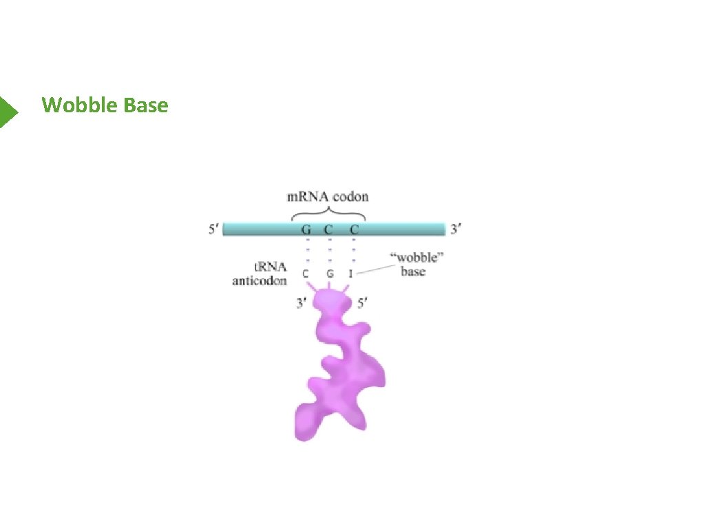 Wobble Base 