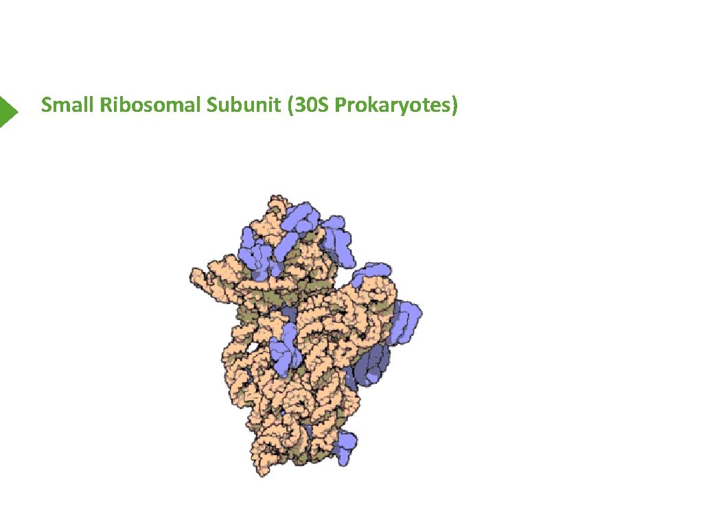 Small Ribosomal Subunit (30 S Prokaryotes) 