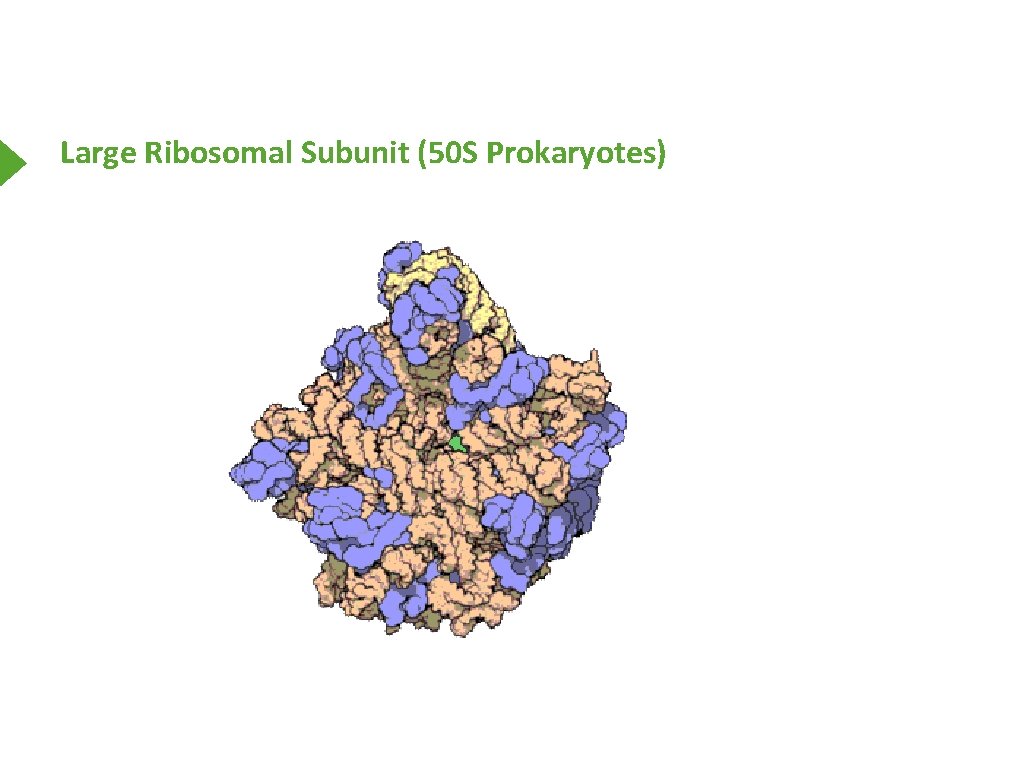 Large Ribosomal Subunit (50 S Prokaryotes) 