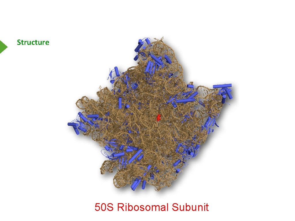 Structure 50 S Ribosomal Subunit 