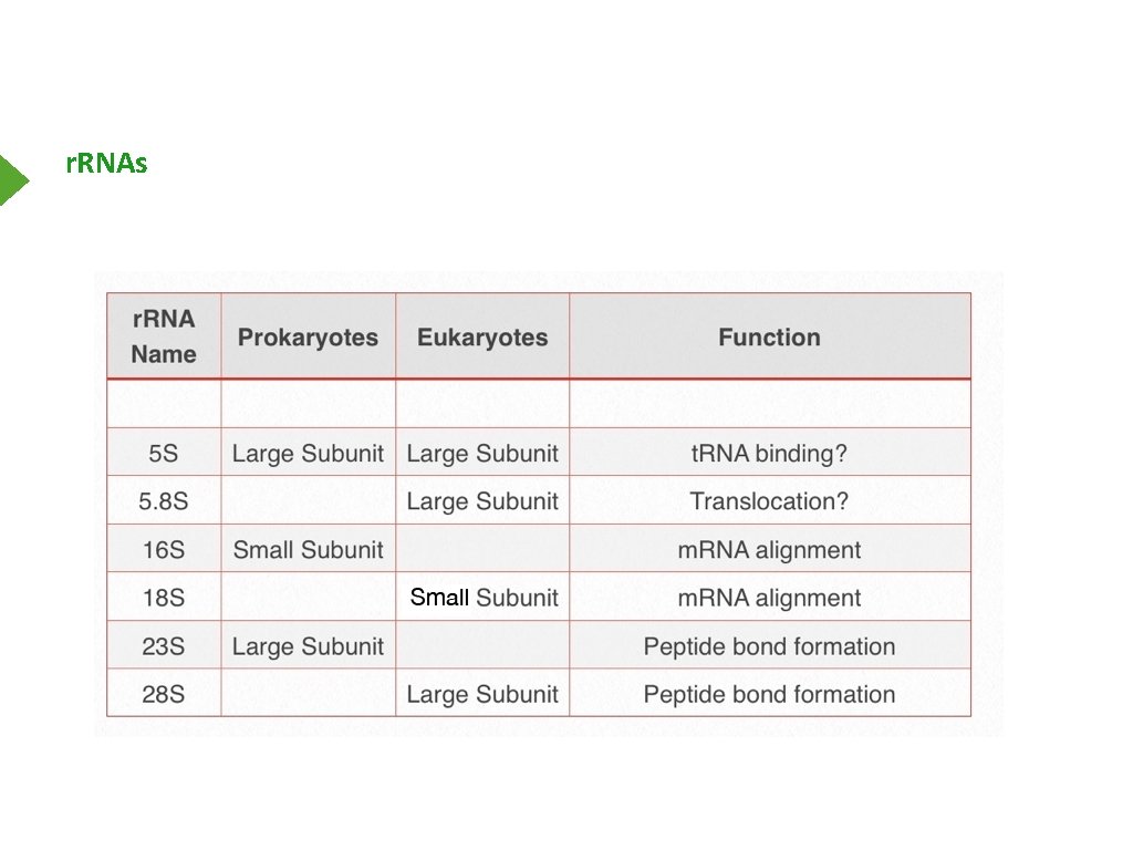 r. RNAs 