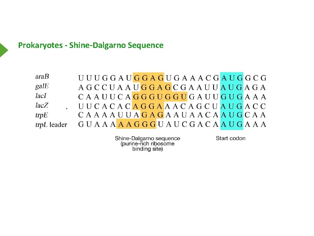 Prokaryotes - Shine-Dalgarno Sequence 