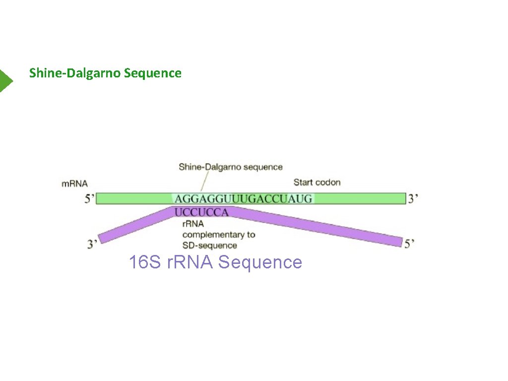 Shine-Dalgarno Sequence 16 S r. RNA Sequence 
