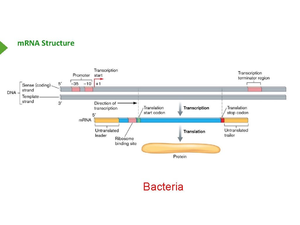 m. RNA Structure Bacteria 