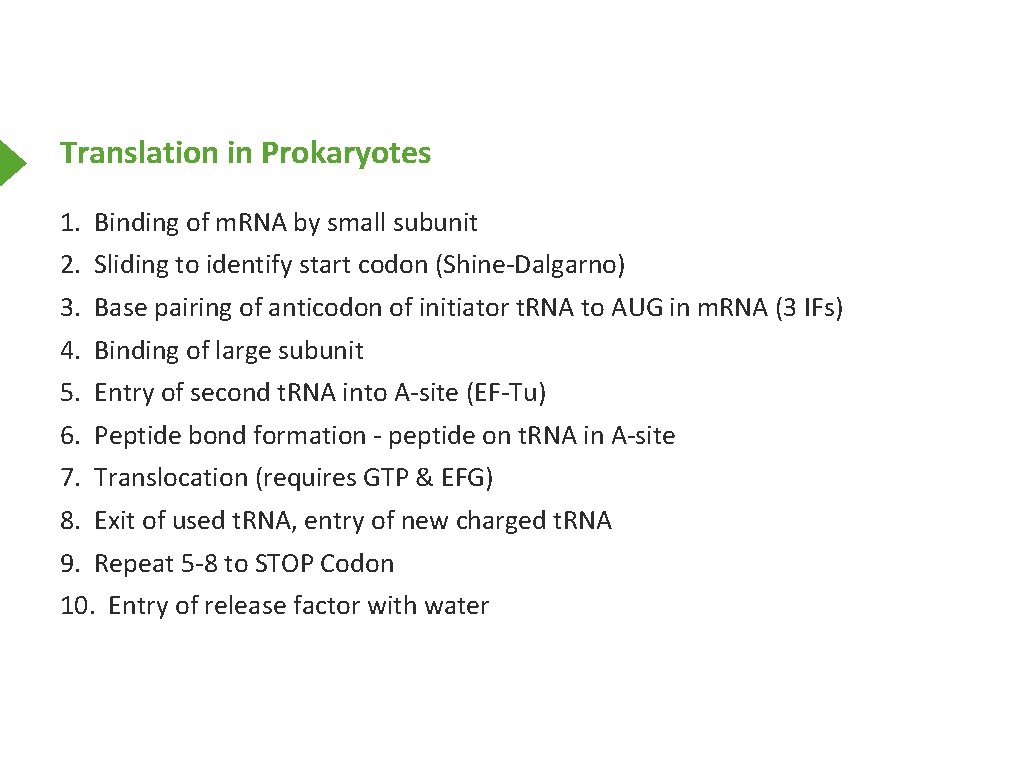 Translation in Prokaryotes 1. Binding of m. RNA by small subunit 2. Sliding to