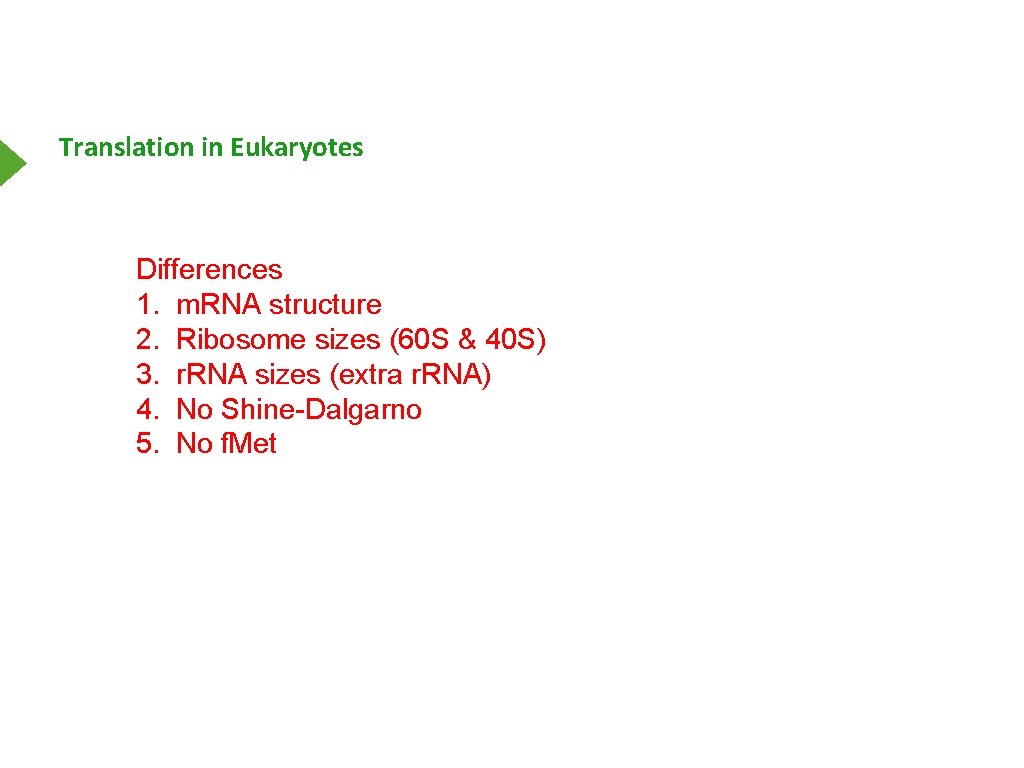 Translation in Eukaryotes Differences 1. m. RNA structure 2. Ribosome sizes (60 S &