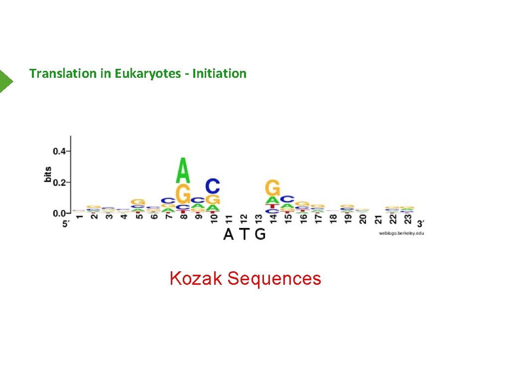 Translation in Eukaryotes - Initiation Kozak Sequences 