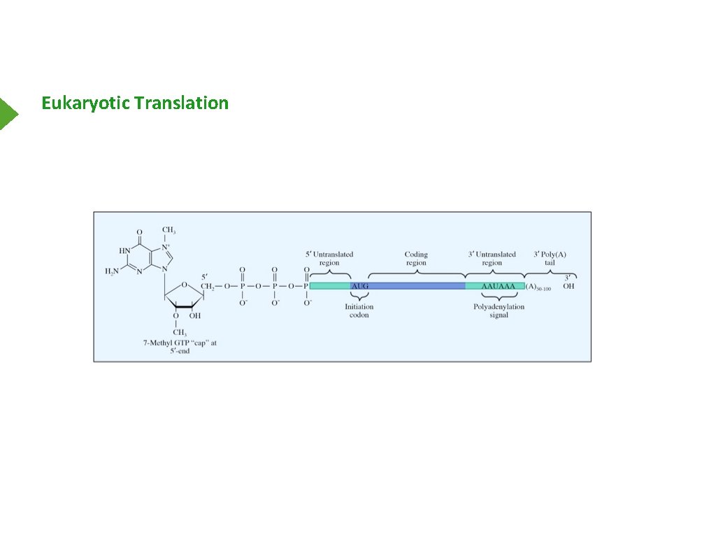 Eukaryotic Translation 