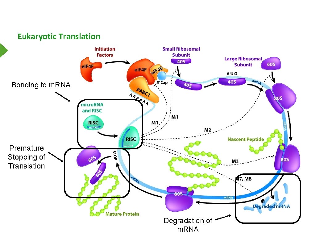 Eukaryotic Translation Bonding to m. RNA Premature Stopping of Translation Degradation of m. RNA