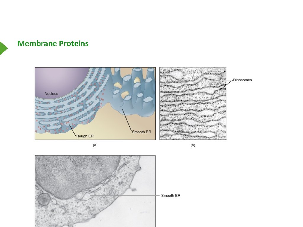 Membrane Proteins 