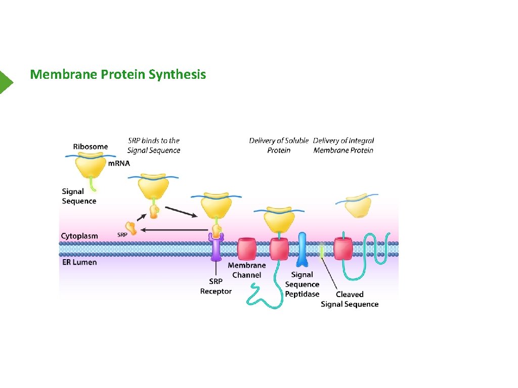 Membrane Protein Synthesis 