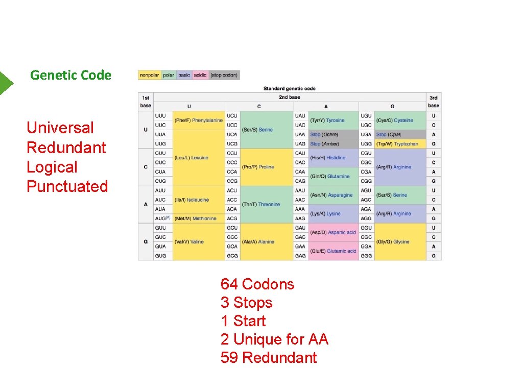 Genetic Code Universal Redundant Logical Punctuated 64 Codons 3 Stops 1 Start 2 Unique