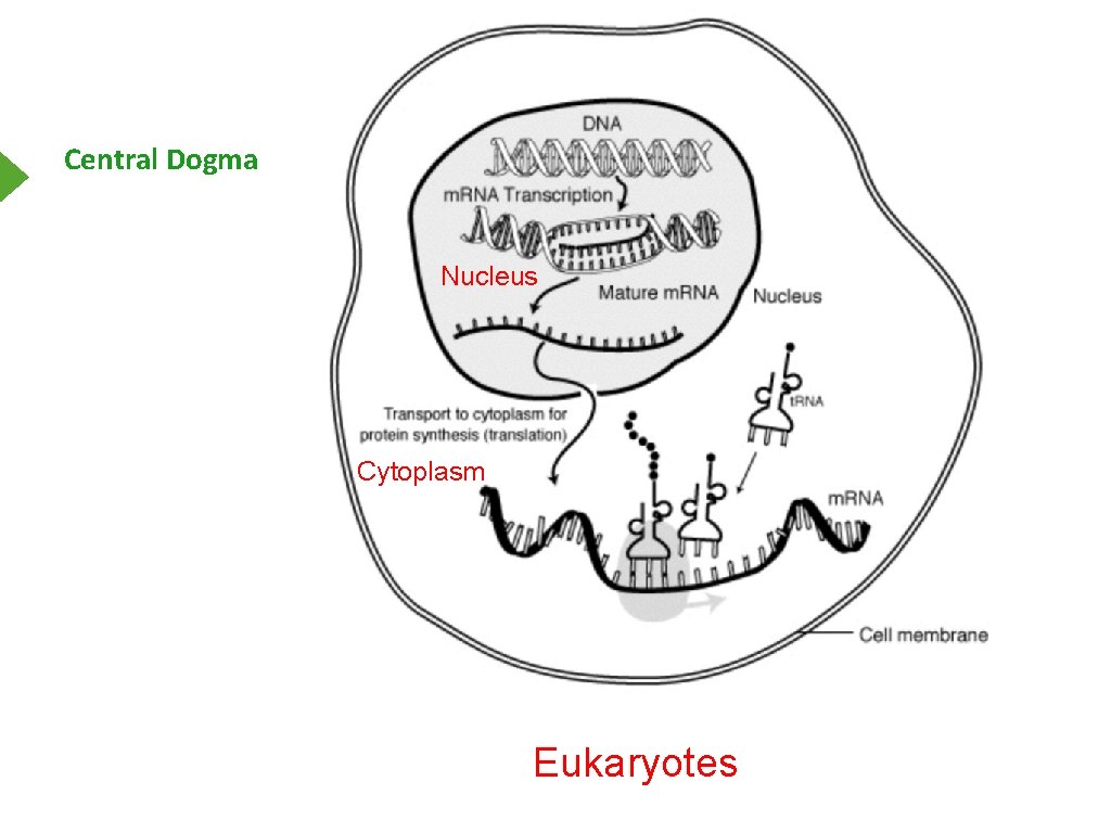 Central Dogma Nucleus Cytoplasm Eukaryotes 