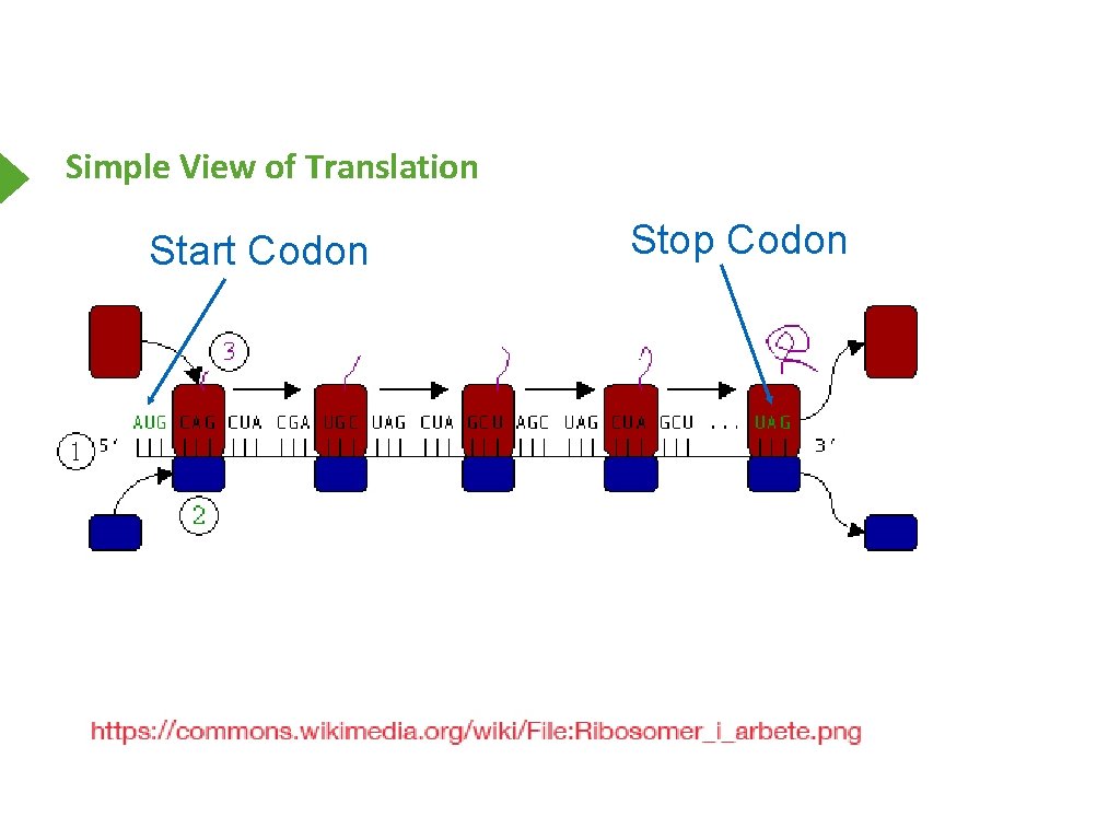 Simple View of Translation Start Codon Stop Codon 