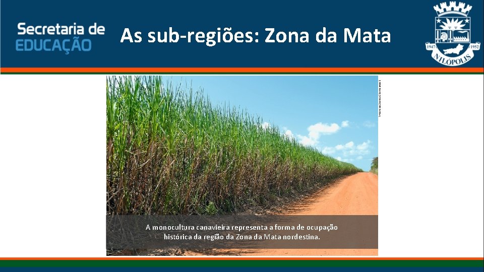 Vitoriano Junior/Shutterstock As sub-regiões: Zona da Mata A monocultura canavieira representa a forma de Vitoriano Junior/Shutterstock As sub-regiões: Zona da Mata A monocultura canavieira representa a forma de