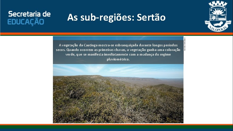 A vegetação da Caatinga mostra-se esbranquiçada durante longos períodos secos. Quando ocorrem as primeiras A vegetação da Caatinga mostra-se esbranquiçada durante longos períodos secos. Quando ocorrem as primeiras