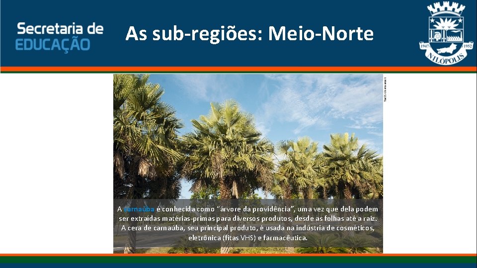 Toa 55/Shutterstock As sub-regiões: Meio-Norte A carnaúba é conhecida como “árvore da providência”, uma Toa 55/Shutterstock As sub-regiões: Meio-Norte A carnaúba é conhecida como “árvore da providência”, uma