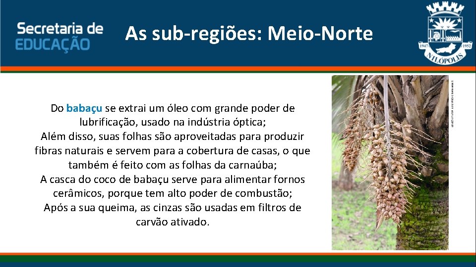 Do babaçu se extrai um óleo com grande poder de lubrificação, usado na indústria Do babaçu se extrai um óleo com grande poder de lubrificação, usado na indústria