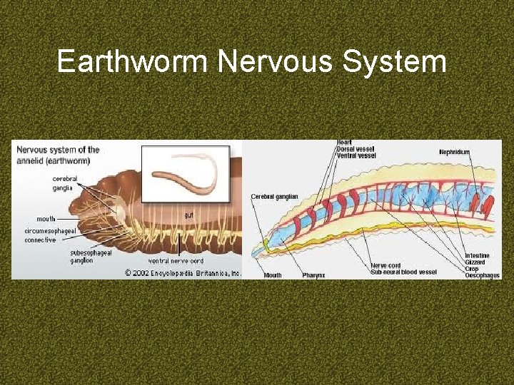 Earthworm Nervous System 
