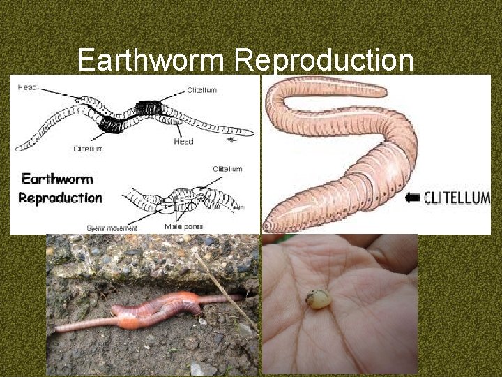 Earthworm Reproduction 