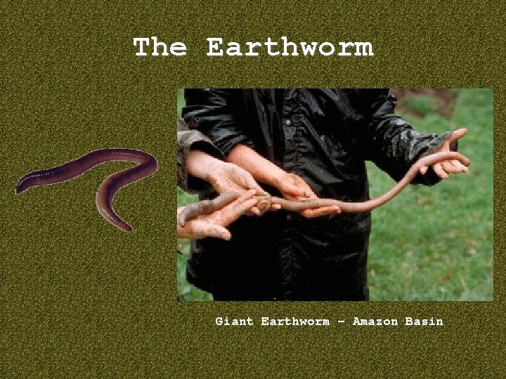 The Earthworm Giant Earthworm – Amazon Basin 