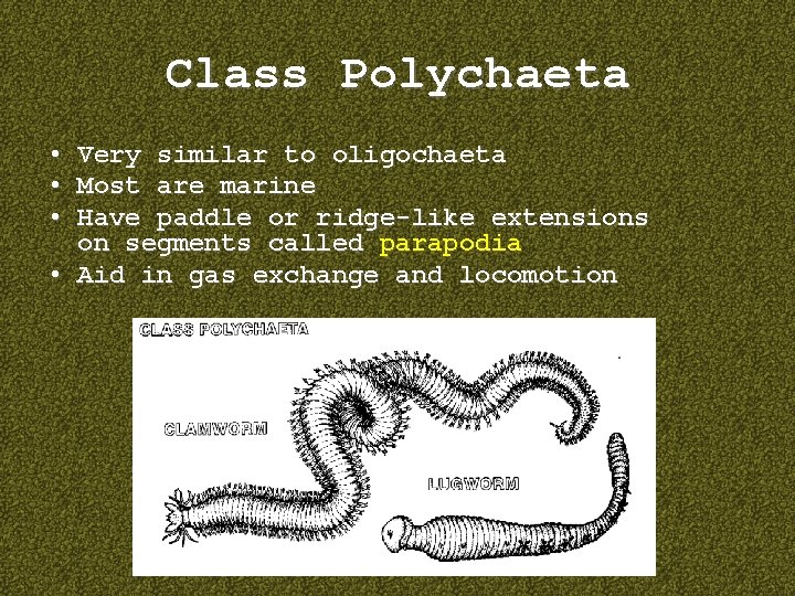 Class Polychaeta • • • Very similar to oligochaeta Most are marine Have paddle