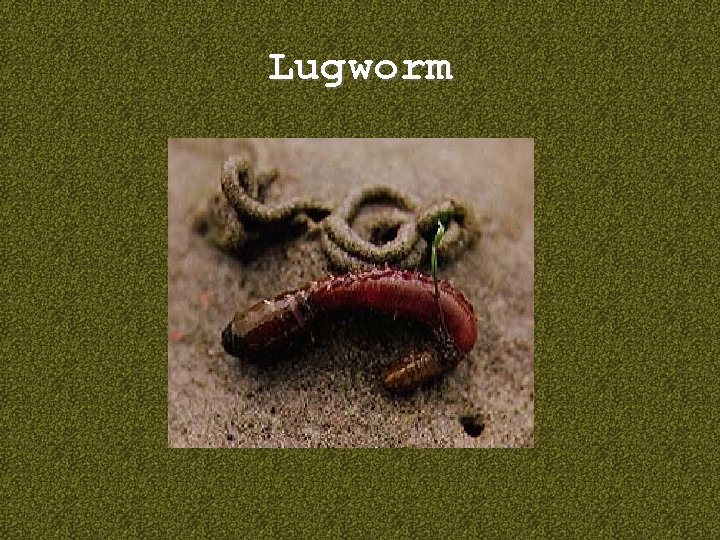 Lugworm 