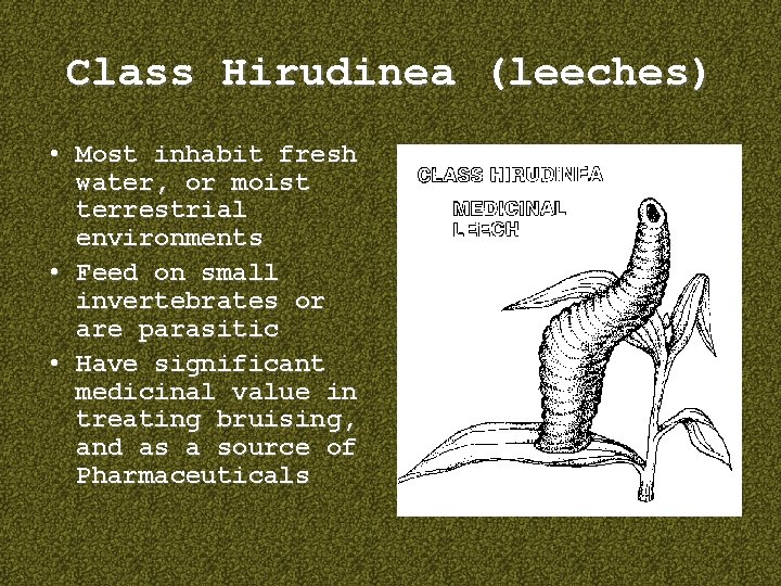Class Hirudinea (leeches) • Most inhabit fresh water, or moist terrestrial environments • Feed