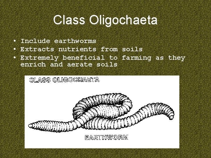 Class Oligochaeta • • • Include earthworms Extracts nutrients from soils Extremely beneficial to