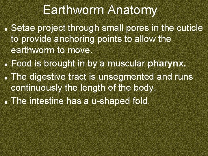 Earthworm Anatomy Setae project through small pores in the cuticle to provide anchoring points