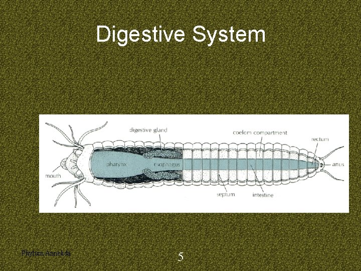 Digestive System Phylum Annelida 5 