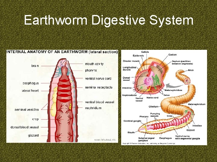 Earthworm Digestive System 