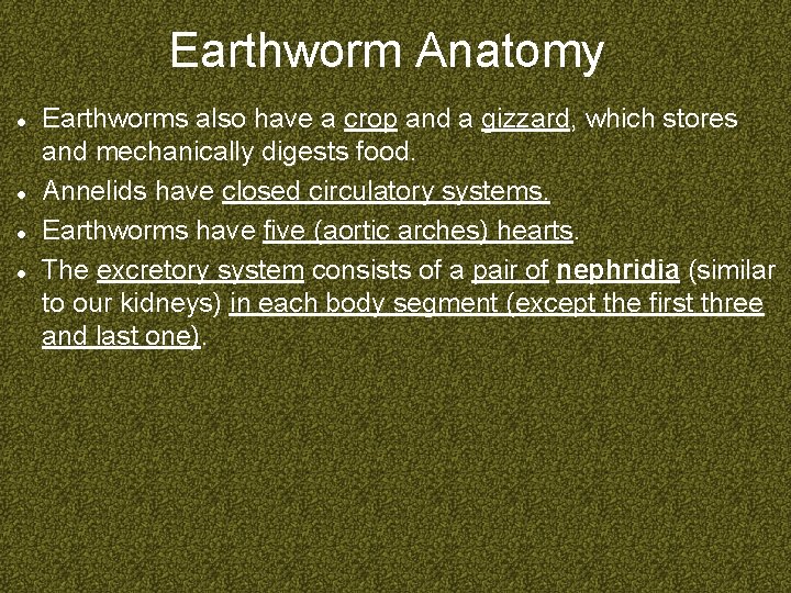 Earthworm Anatomy Earthworms also have a crop and a gizzard, which stores and mechanically
