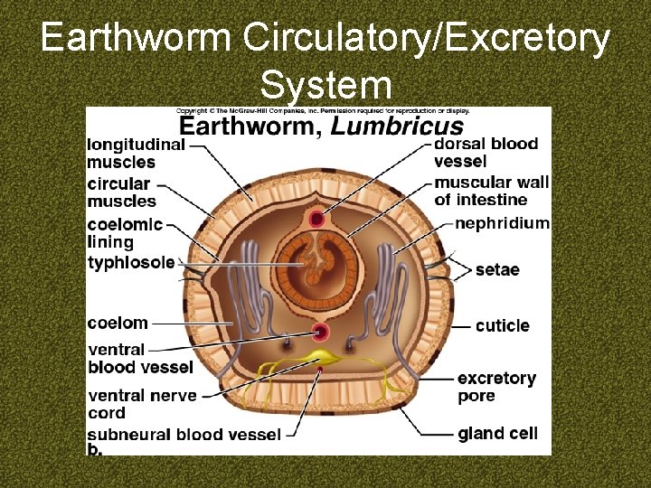 Earthworm Circulatory/Excretory System 