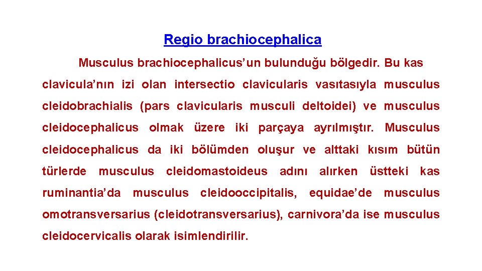 Regio brachiocephalica Musculus brachiocephalicus’un bulunduğu bölgedir. Bu kas clavicula’nın izi olan intersectio clavicularis vasıtasıyla