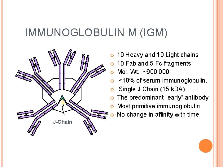 IMMUNOGLOBULIN M (IGM) J-Chain 10 Heavy and 10 Light chains 10 Fab and 5